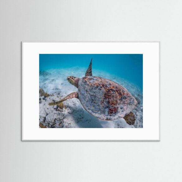 Hawksbill Turtle flying in lagoon