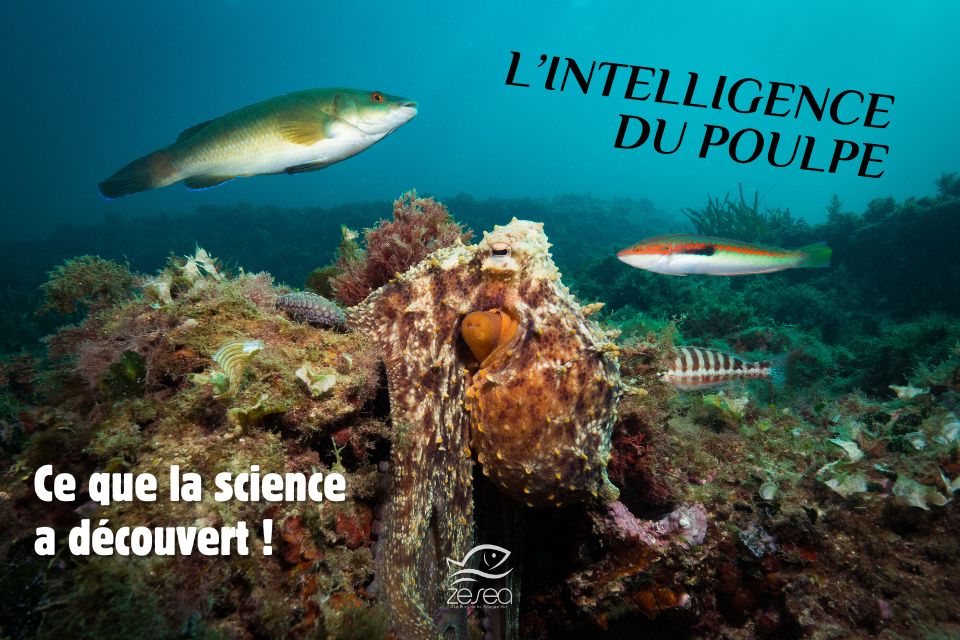 L'intelligence du poulpe, ce que la science a découvert