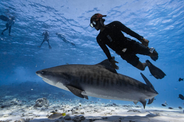 Plonger-Fuvahmulah-requins-tigres
