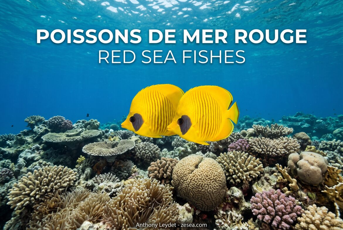Poissons de mer Rouge / Red Sea fishes