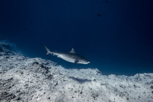 Requin-tigre-Fuvahmulah