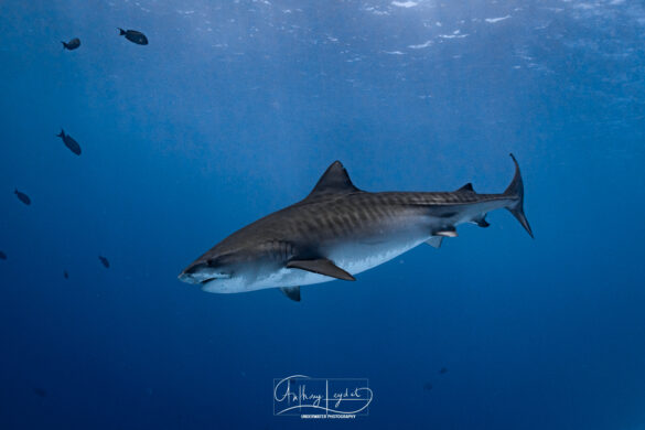 Tiger-shark-Fuvahmulah