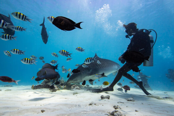 When-shark-feeding-means-shark-conservation