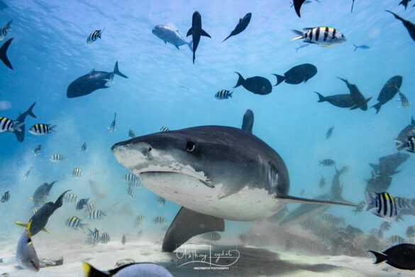 plonger-requins-tigres-maldives