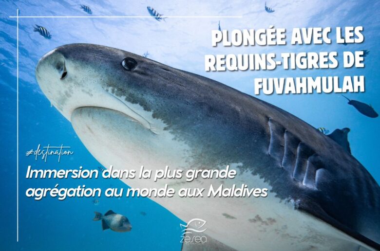 plongée avec les requins-tigres de Fuvahmulah aux Maldives