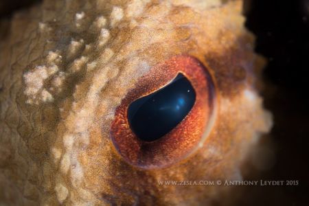 Poulpe Octopus vulgaris