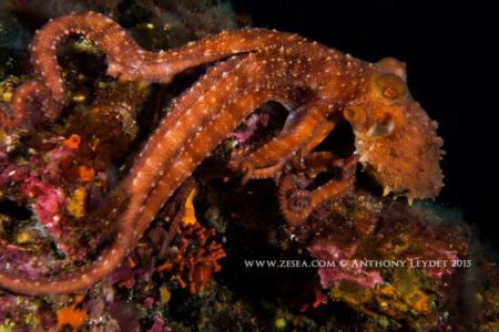 Poulpe Callistoctopus macropus