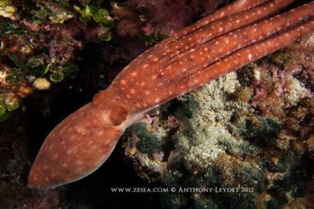 Poulpe Callistoctopus macropus