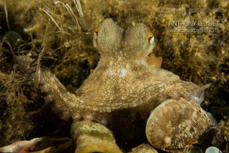 Poulpe Octopus vulgaris