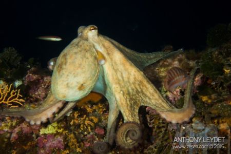 Poulpe Octopus vulgaris