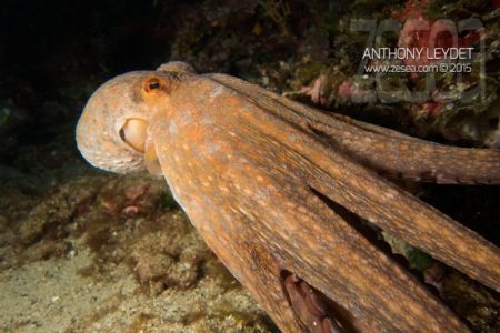 Poulpe Octopus vulgaris
