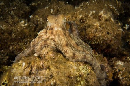Poulpe Octopus vulgaris