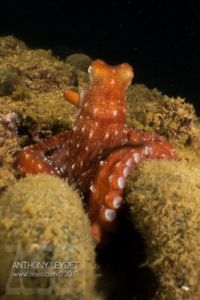 Poulpe Callistoctopus macropus