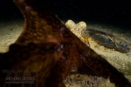 Poulpe Octopus vulgaris