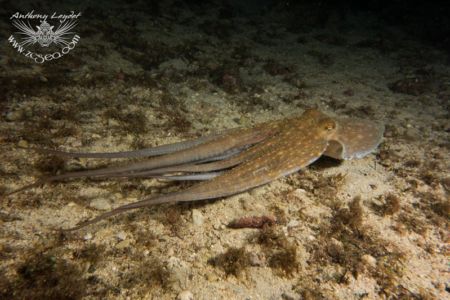 Poulpe Octopus vulgaris