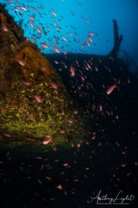 Anthias sur le Chaouen