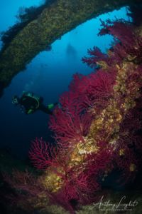 Gorgones sur le mat du Chaouen