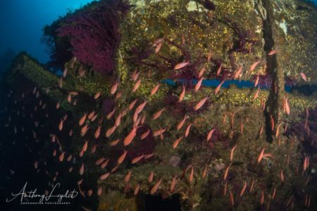 Anthias sur le Chaouen