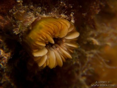 Corail dent de chien