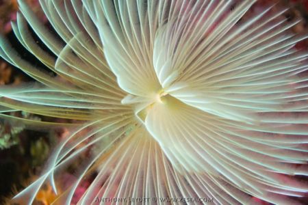 Gros plan sur un spirographe