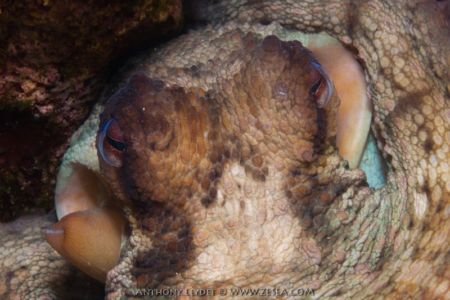 Un beau poulpe dans son trou