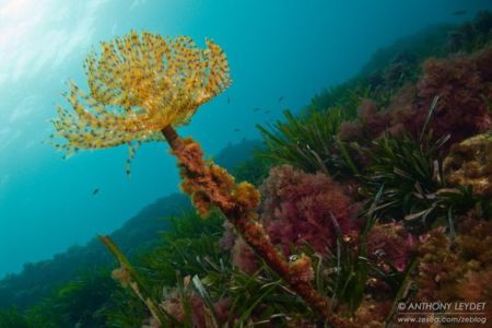 Spirographe en contre-plongée