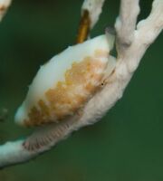 Simnie blanche sur sa gorgone