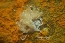 Faceline de Boston (Facelina bostoniensis )