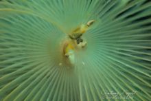 Lentille macro QUANTUM de DYRON