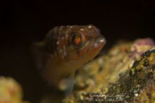 Lentille macro QUANTUM de DYRON