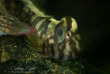 Lentille macro QUANTUM de DYRON