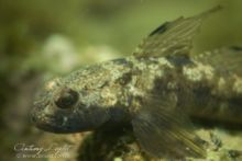 Lentille macro QUANTUM de DYRON