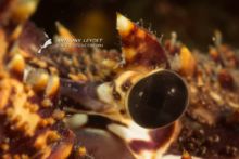 Lentille macro QUANTUM de DYRON