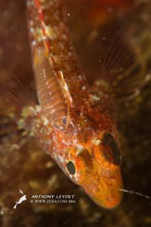 Lentille macro QUANTUM de DYRON