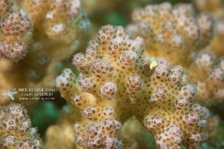 Macro de corail