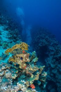 Le Canyon de Woodhouse reef