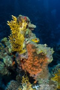 L'anémone rouge de Woodhouse reef