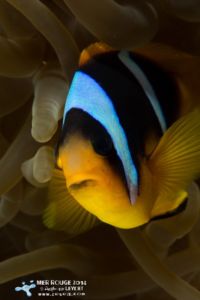 Poisson clown