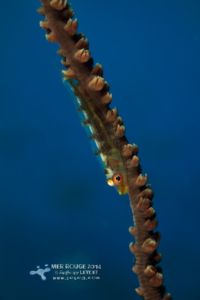 Gobie symbiotique