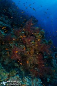 Le tombant de Thomas reef