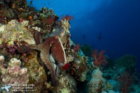 On vous observe... Poulpe fiction