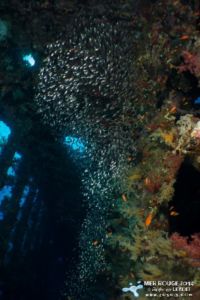 Glassfish dans le Carnatic