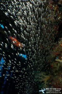 Glassfish dans le Carnatic