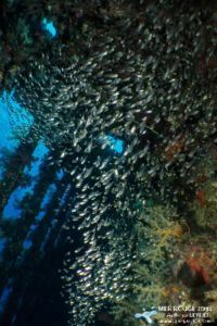 Glassfish dans le Carnatic