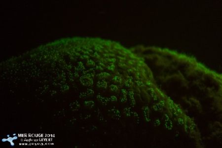 La fluorescence sous marine