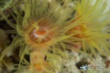 Polype de corail solitaire