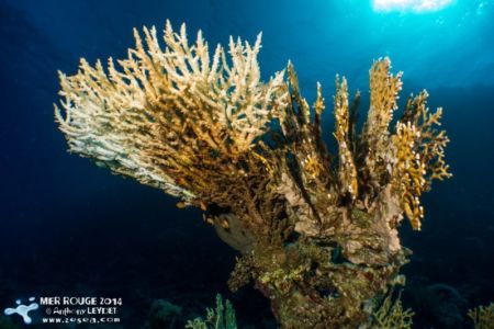 Acropora