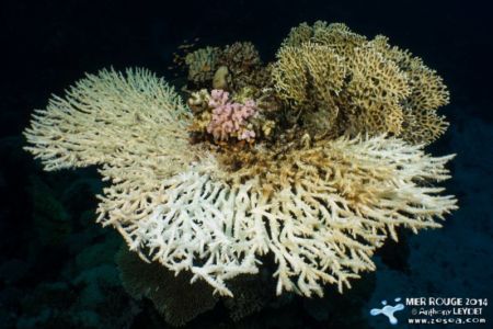 Acropora