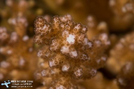 Corail en gros plan