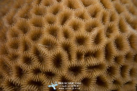 Corail en gros plan